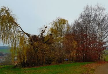 Trail Walking Meix-devant-Virton - Sommethonne - Photo