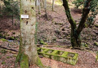 Excursión Senderismo Soultz-Haut-Rhin - Rando avec 0mar et Mouloud..18/02/2023 - Photo