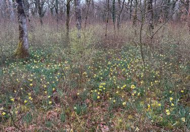 Trail Walking Frotey-lès-Vesoul - COMBERJON - FROTEY - LE tour des JONQUILLES d'avril  - Photo