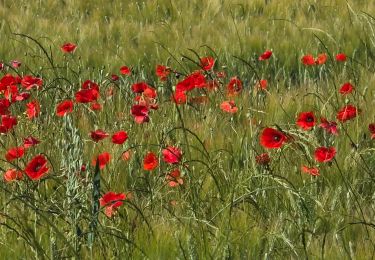 Trail Walking Saint-Laurent-du-Verdon - Saint Laurent sur Verdon   26/05/2025 - Photo