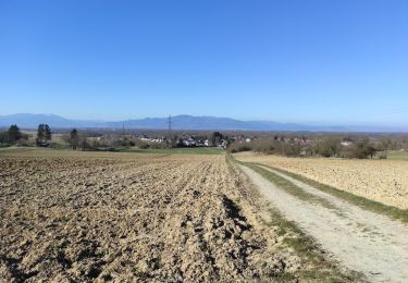 Randonnée Marche Heimsbrunn - Heimsbrunn Reiningue Morsch retour - Photo