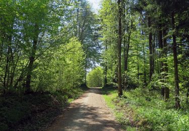 Trail On foot Hiltpoltstein - Gräfenberger GrünGelb - Photo