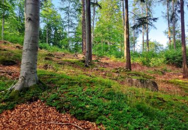 Excursión A pie Przesieka - Piechowice-Słonecznik k. Dużego Stawu - Photo