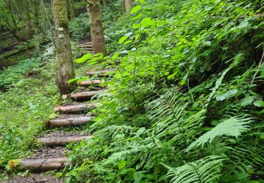 Trail Walking Oberhaslach - Circuit des 2 cascades - Photo