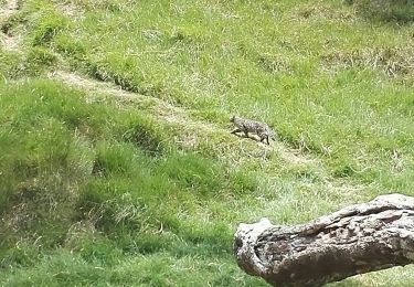 Excursión Senderismo La Possession - Marla par la Nouvelle du col des boeufs - Photo