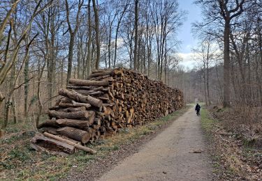 Tour Wandern L'Étang-la-Ville - Forêt de Marly - Photo