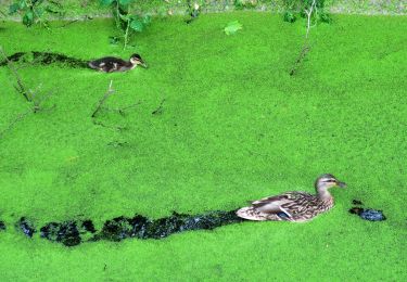 Excursión Senderismo Saint-Vigor-d'Ymonville - Tancarville: Les cigognes, les cygnes et la vie sauvage du marais - Photo