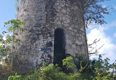 Trail Walking Capesterre-de-Marie-Galante - Marie Galante- Les hauts de Capesterre  - Photo