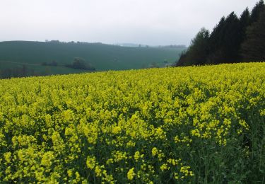 Trail On foot Thalheim/Erzgebirge - Rundweg Thalheim - Photo