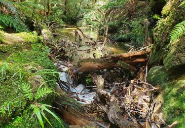 Excursión A pie  - Tawarau Falls Loop - Photo