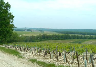 Tocht Elektrische fiets Chablis - Chablis Vaucoupin Gérard 21052023 - Photo