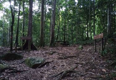 Trail Walking Sainte-Rose - Le Saut des Trois Cornes - Photo