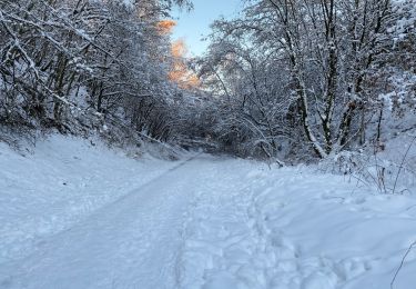 Randonnée Marche Bastogne - Bastogne 24,5 km - Photo