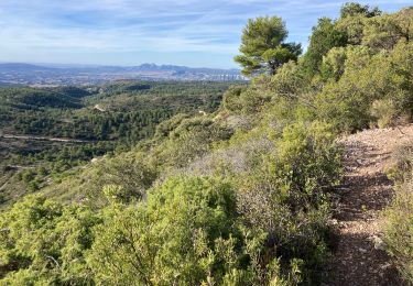 Tour Pfad Cheval-Blanc - Petrossi-Pradon-Bedoin-Cantian-17112023 - Photo