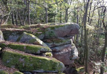 Trail Walking Grendelbruch - Grendelbruch - château de Guirbaden - châtaignes - Photo