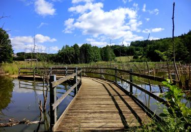 Tocht Te voet Auerbach in der Oberpfalz - Auerbacher Mühlenweg - Photo