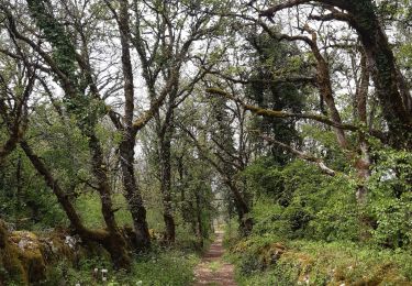 Trail Walking Loubressac - Loubressac-Château des Anglais - Photo