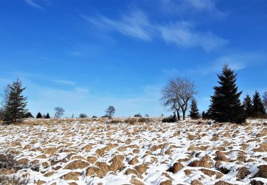 Randonnée Marche Malmedy - Tourbière des Hautes Fagnes - Photo