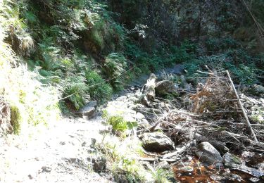 Trail Walking Malmedy - Malmedy  - Photo