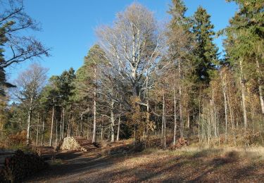 Trail On foot Bobritzsch-Hilbersdorf - Rundweg Tännicht - Photo