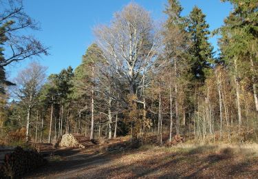 Excursión A pie Bobritzsch-Hilbersdorf - Rundweg Tännicht - Photo