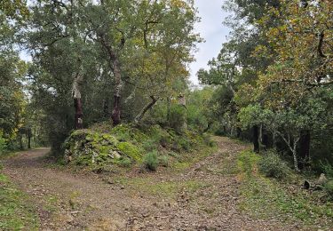 Randonnée Marche Pignans - Notre dame des anges - Photo