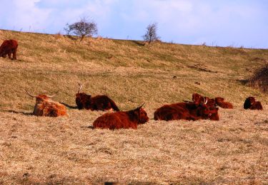 Tour Zu Fuß Noord-Beveland - Geele Wandelroute - Photo