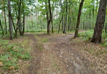 Tocht Stappen Vendôme - Vendôme Bois de l'Oratoire Circuit 1 - Photo