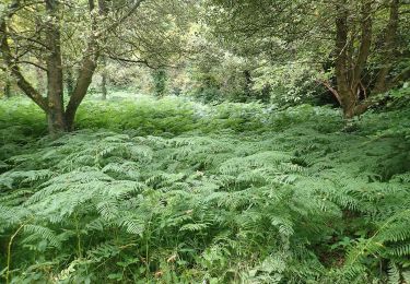 Percorso A piedi Sconosciuto - Castlewellan Forest Park - Annesley Garden Walk - Photo