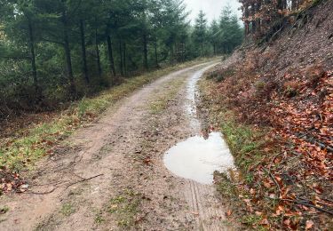 Tour Wandern Manhay - La Gotale (chêne al Pierre )14 Km - Photo