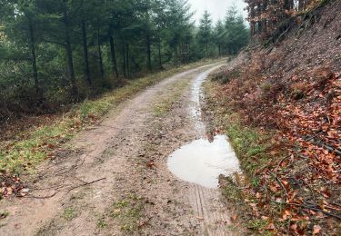 Randonnée Marche Manhay - La Gotale (chêne al Pierre )14 Km - Photo