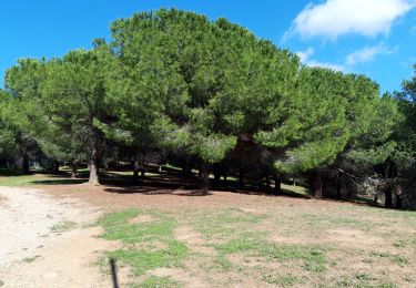 Trail Walking Ollioules - Château  Vallon  - Photo