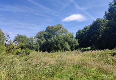 Percorso Marcia Jemeppe-sur-Sambre - Bois des masures, longée de la Petite-Sambre - Photo