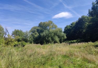 Trail Walking Jemeppe-sur-Sambre - Bois des masures, longée de la Petite-Sambre - Photo