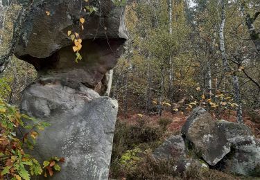 Excursión Senderismo Champcueil - Grands Aveaux Videlles - Photo