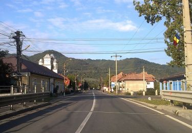 Trail On foot  - Bistra Mureșului-Poiana Cofu - Photo