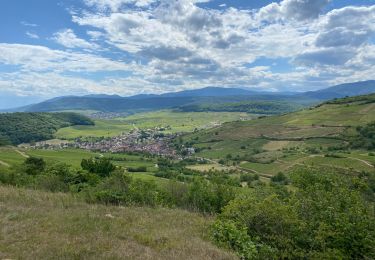 Tour Wandern Rufach - 22 06 01 VTM au dessus de Rouffach  - Photo