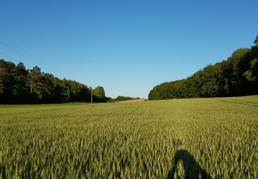 Trail Walking Oresmaux - Oresmaux - Photo