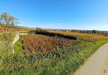 Tour Zu Fuß Beaune - Montagne de Beaune - Photo
