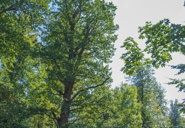 Tocht Te voet Aerzen - AE9 Rundtour auf dem Ahornberg bei Reinerbeck - Photo