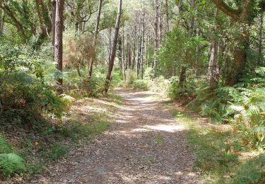 Trail Walking Seignosse - seignosse  - Photo