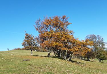 Trail Walking Steinbach - Steinbach AN Molkenrain par les cascades du Erzenbach - Photo