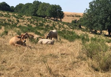 Trail Walking Saint-Chély-d'Aubrac - Saint chely d’Aubrac - Photo