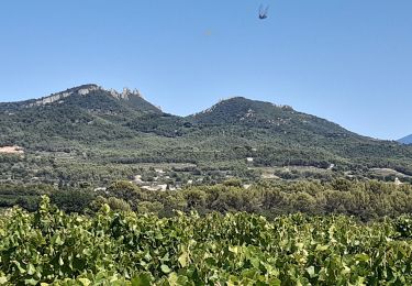 Trail Walking Vacqueyras - Vacqueyras : balade dans les vignes - Photo