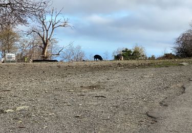 Tour Wandern Loreto-di-Casinca - Corse - Photo