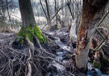 Tocht Te voet Köngen - Köngen - Wolfschlugen - Photo