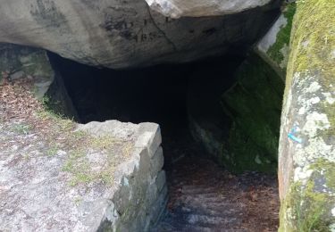 Tour Wandern Fontainebleau - faisanderie Nadine  - Photo