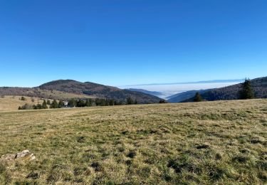 Trail Walking Ranspach - 24 11 16 Autour du Markstein  - Photo