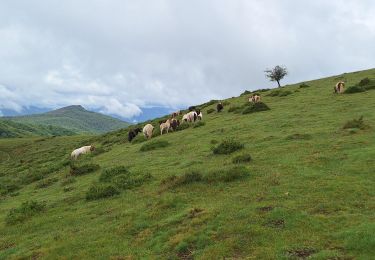 Excursión Senderismo Baztán - Umboto Larondo depuis Azpikueta - Photo