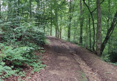Trail Walking Manhay - Picheu - Photo